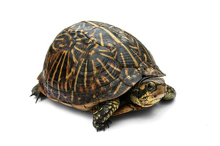 Common box turtle, by Digon3