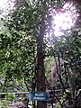 A Streblus asper tree in Phong Nha-Kẻ Bàng National Park