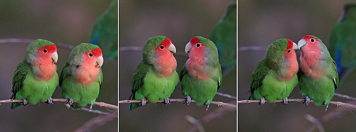 Rosy-faced lovebirds Agapornis roseicollis Namibia