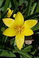 Tulipa clusiana var. chrysantha flower, fully open in the sun