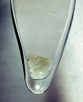 Botol kaca presipitasi plutonium hidroksida berwarna putih kecokelatan seperti salju