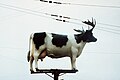 一頭落在電線桿上並長著鹿角的牛/[1]