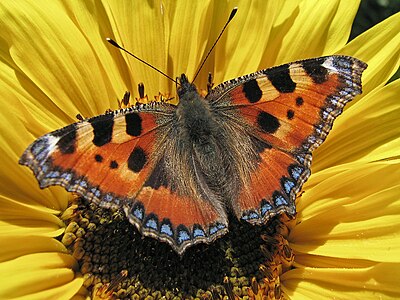 Çiçeğe konan bir Nymphalis Urticae türü kelebek.(Üreten: Darkone)