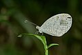 31. A fehérlepkeformák (Pierinae) alcsaládjába tartozó Leptosia nina (Kadavúr, India) (javítás)/(csere)