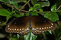 21. Papilio dravidarum, a Nyugati-Ghátokban (India) endemikus pillangó (javítás)/(csere)