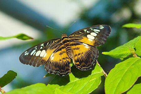 Çoğunlukla Güney ve Güneydoğu Asya'nın ormanlık alanlarında yaşayan Parthenos sylvia türü bir kelebek (Üreten: Vincent Vega)