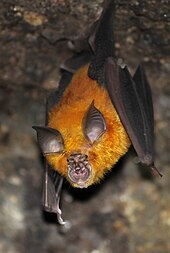 Horseshoe bats are among the most likely natural reservoirs of SARS-CoV-2