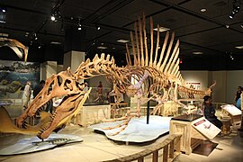 ספינוזאורוס, הגדול שבתרופודים