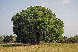 File:Baobab Adansonia digitata.jpg (2014-06-08)