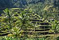 Terraced fields in Bali