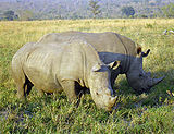 Rinoceronts blancs.