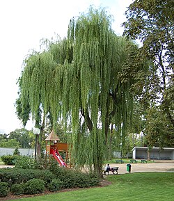 Sēru vītols (Salix babylonica)