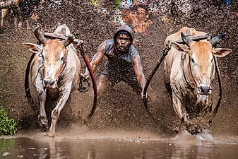 תמונת השנה 2019: צמד בקר ועליהם מחרשה רצים בשדה אורז בוצי, כשמנהיגם אוחז במחרשה ועומד עליה. גמר מרוץ שוורים (בשפת המיננגקבאו האוסטרונזית: "פאקו ג'אווי") מסורתי בתנא דטאר שבמערב סומטרה, אינדונזיה, 2015.