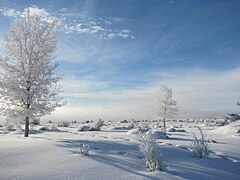 Elko, Nevada'da sabah dondurucu sis