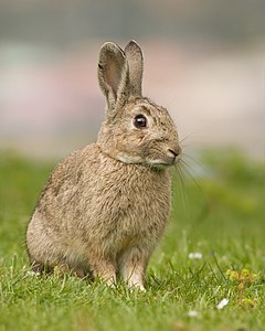 Avrupa ada tavşanı (Oryctolagus cuniculus), 18. yüzyılda Avrupa'dan getirildi ve Avustralya'nın mevcut ekosistemini olumsuz yönde etkilediği düşünülmektedir (Tasmanya, Avustralya). (Üreten: Noodle snacks)