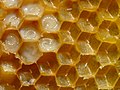 14. Mézelő méh (Apis mellifera) méhsejtjei tojásokkal és lárvákkal (javítás)/(csere)