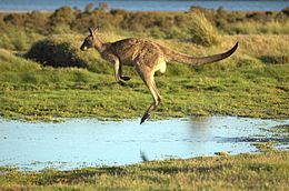 Представник кускусоподібних — гігантський кенгуру