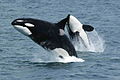 Cá hổ kình Orcinus orca