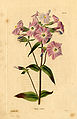 Phlox carnea (Loddiges 711) drawing by William Miller engraved by G Cooke, 1818