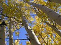 アメリカヤマナラシ Populus tremuloides低温耐性が高く分布域はほとんど重なる