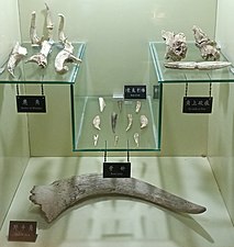 动物骨骼标本，旧石器时代晚期塘子沟遗址，现藏于保山市博物馆