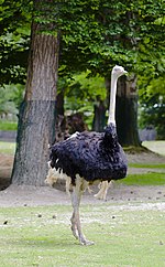Thumbnail for File:Avestruz (Struthio camelus), Tierpark Hellabrunn, Múnich, Alemania, 2012-06-17, DD 01.JPG