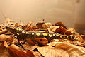 Salamandre maculée (Ambystoma maculatum)