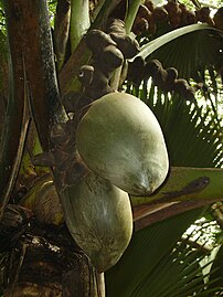 Coco de Mer (Praslin)
