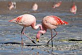 Типично за фламингосе јесте управо њихова боја.