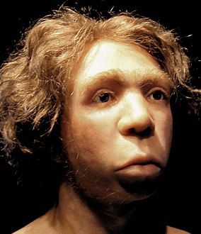Tái tạo Neanderthal Le Moustier theo hộp sọ, tại Neues Museum Berlin[9]