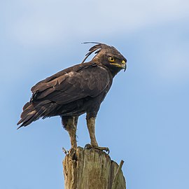 Long-crested eagle Lophaetus occipitalis Uganda