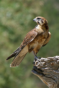Brown falcon Falco berigora