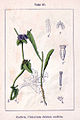 Cichorium endivia (as syn. Cichorium dubium endivia) vol. 14 - plate 31 in: Jacob Sturm: Deutschlands Flora in Abbildungen (1796)