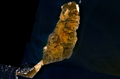 Fuerteventura: Stallitenbild