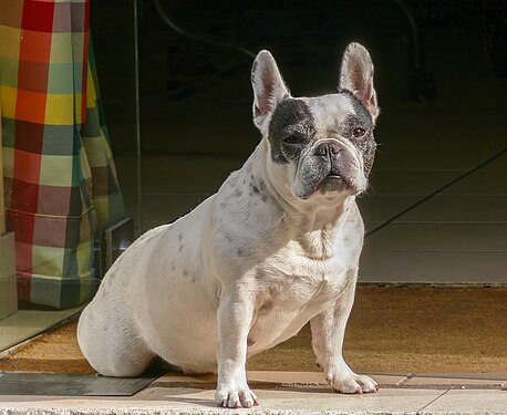 French bulldog in front of a cafe in Paris