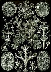 Planche d’Ernst Haeckel représentant des lichens.