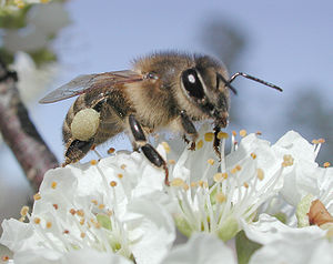 蜜蜂（膜翅目）