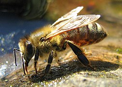 زنبور عسل اروپایی، لهستان