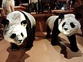 Stuffed specimens of giant panda named "Fei Fei" and "Tong Tong", bred once in the Ueno Zoo, Tokyo, Japan.