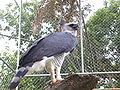 Federal University of Mato Grosso zoo, Cuiabá, Brazil