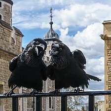 תמונת השנה 2016: ג'ובילי ומיונן, שניים מהעורבים של מצודת לונדון שבאנגליה, הממלכה המאוחדת