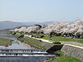 桜の季節の鴨川