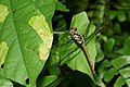 Lathrecista asiatica-Kadavoor- young male