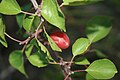 Prunus sibirica (Siberian apricot; hardy to −50 °C but with less palatable fruit) offers options for breeding more cold-tolerant plants.