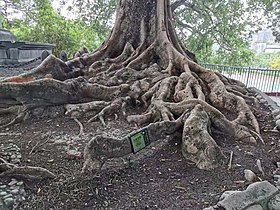 Parkia timoriana roots