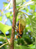 Female cicada laying eggs