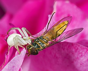 Fêmea de aranha-caranguejo-das-flores (Misumena vatia), em sua forma branca, com uma mosca-das-flores-comum (Episyrphus balteatus) (definição 4 407 × 3 586)