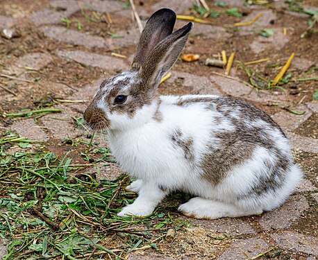 Domestic rabbit (Oryctolagus cuniculus domesticus) as a pet