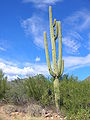 Saguaro avec des nids.