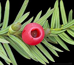 Taxus of venijnboom (Taxus baccata), onrijpe en rijpe bes
